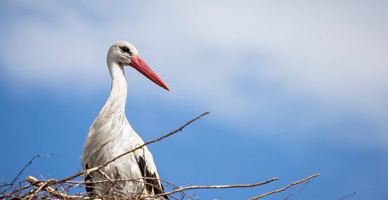 Bird protection