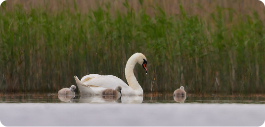 Wind turbines destroy birds, bats and the surrounding environment