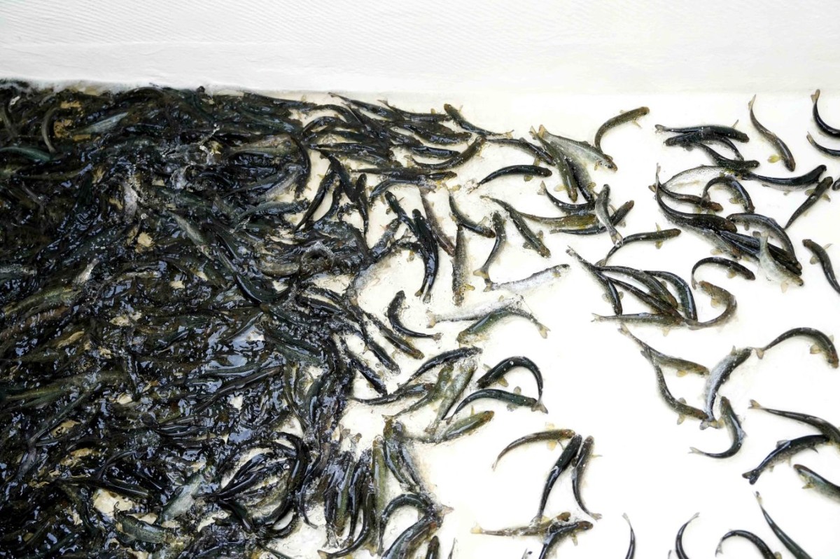 Lašu un taimiņu mazuļu ielaišana Daugavā