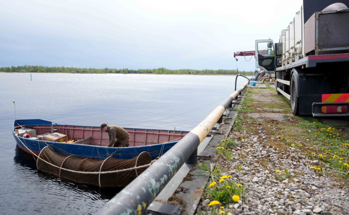 Lašu un taimiņu mazuļu ielaišana Daugavā